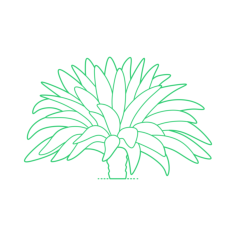 Plants Cycads Giant Dioon Stencil Svg Design File, Free Vectors File